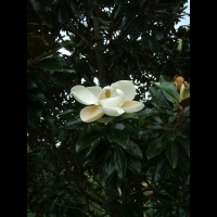 https://mail.branjofarms.com/files/gimgs/th-6_6_magnolia.jpg