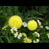 https://mail.branjofarms.com/files/gimgs/th-6_6_yellowpompoms.jpg